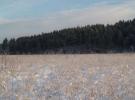 Казачье болото зимой.png